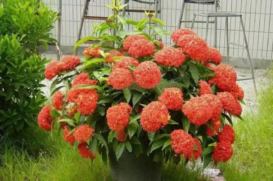 植株矮小漂亮的花有哪些 植株矮小漂亮的花有哪些