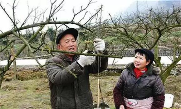 李子树修剪时间和方法 李子树修剪时间和方法