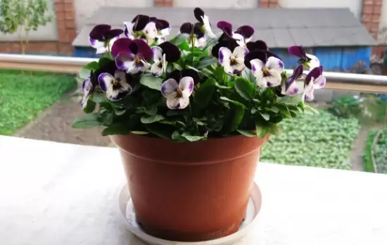 新手养花适合养什么花 新手养花适合养什么花