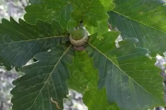 栎类树种有哪些 栎类树种有哪些
