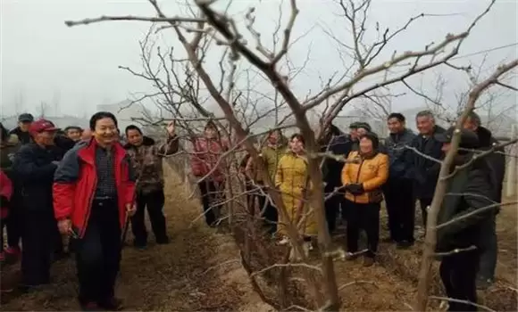 枣树拉枝多少度合适 枣树拉枝多少度合适