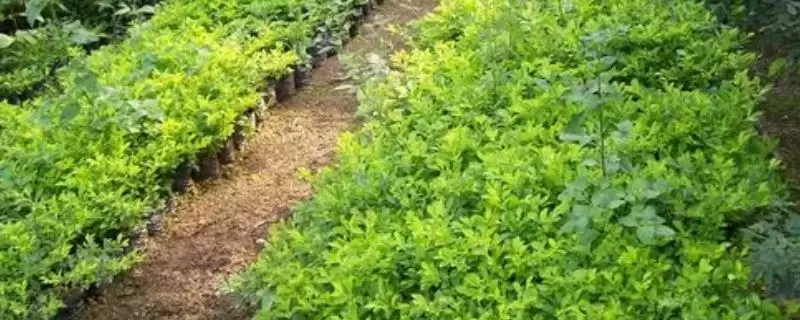 新手怎么做苗木生意,需要注意一定的季节性 新手怎么做苗木生意,需要注意一定的季节性