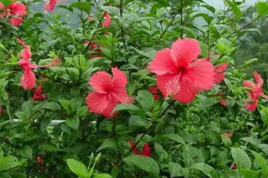 朱槿花的花语和寓意 朱槿花的花语和寓意
