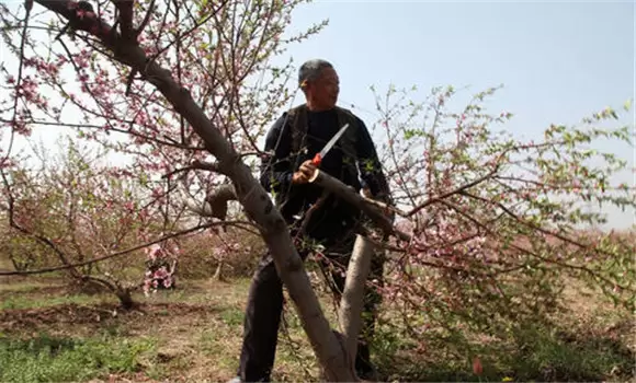 桃树高接换头在什么时候 桃树高接换头在什么时候