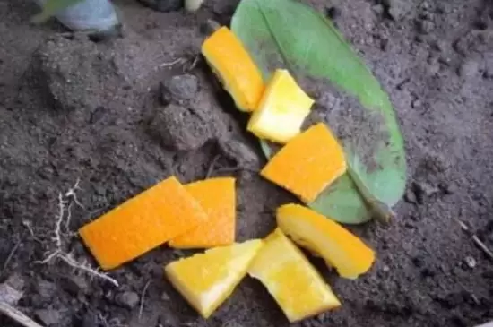 橘子皮泡水浇花能杀虫吗 橘子皮泡水浇花能杀虫吗