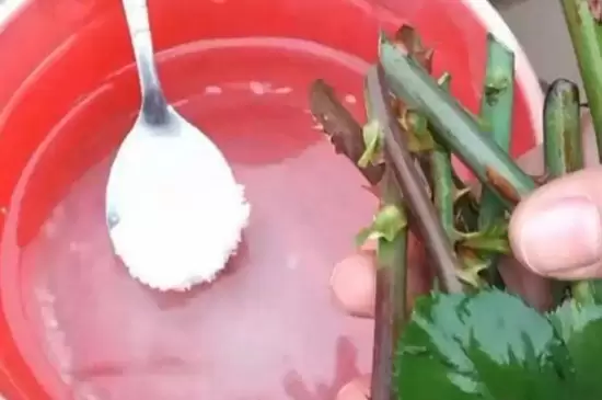 树枝生根最简单方法 树枝生根最简单方法