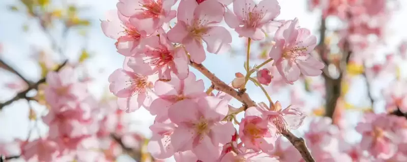 樱花桃花杏花梨花的区别 樱花桃花杏花梨花的区别