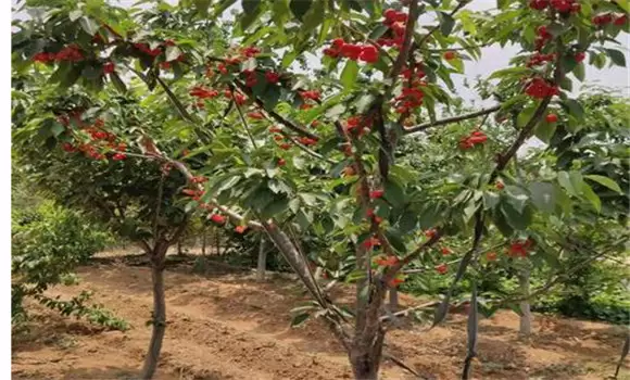 樱桃树几年结果 樱桃树几年结果