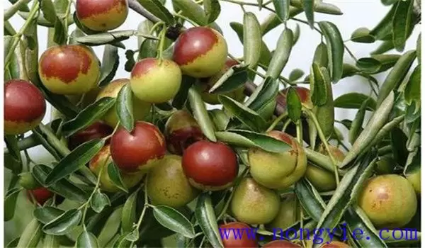 枣树的需肥特点与规律,兼谈枣树需要什么肥料 枣树的需肥特点与规律,兼谈枣树需要什么肥料