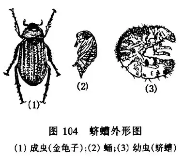 怎样除杀盆土中的蛴螬(白地蚕) 怎样除杀盆土中的蛴螬(白地蚕)