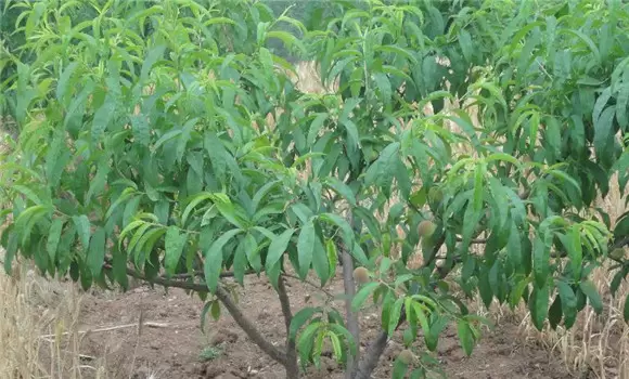 桃树采摘后施什么肥 桃树采摘后施什么肥