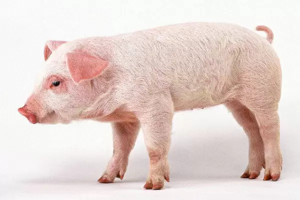 怎么养猪省钱长得又快 怎么养猪省钱长得又快