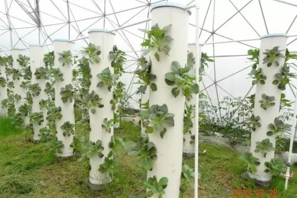 新型农业种植有哪些，建议选择合适的养殖模式