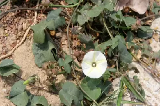 月光花的特点 月光花的特点