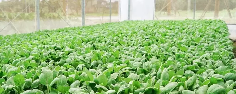 投资农业项目有前景吗?出现十个项目八个失败的现象是什么原因造成的 投资农业项目有前景吗?出现十个项目八个失败的现象是什么原因造成的
