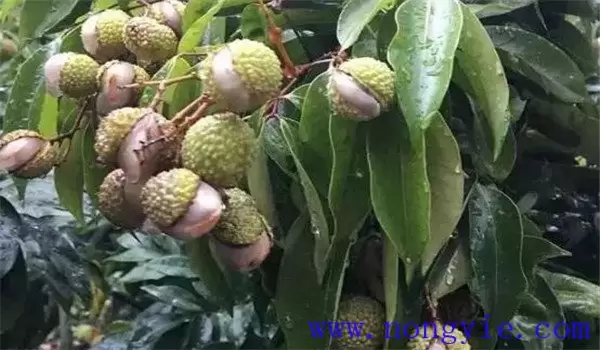 怎样防止荔枝裂果 怎样防止荔枝裂果