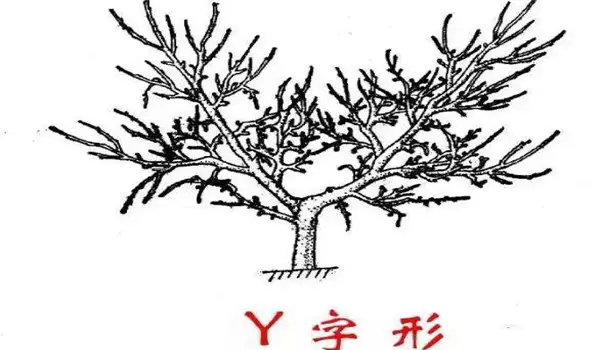 枣树的主要树形有哪些？
