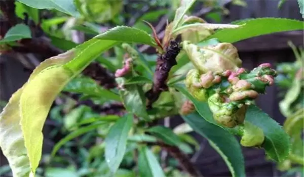 桃缩叶病防治方法,告诉你桃树缩叶病用什么农药