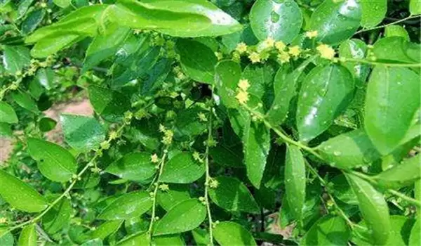 枣树花期多长时间,枣树花期对环境条件购要求 枣树花期多长时间,枣树花期对环境条件购要求