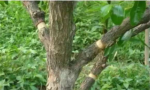 枣树环割时间和方法 枣树环割时间和方法