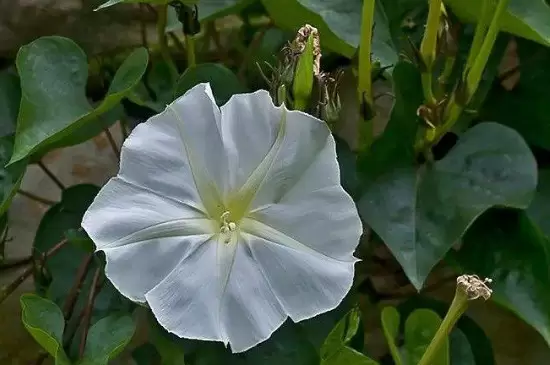 月光花的花语 月光花的花语