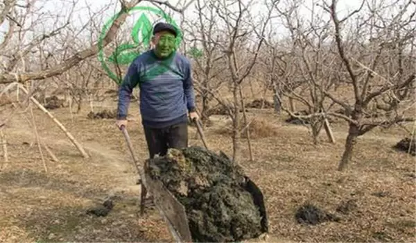 枣树的种植方法和技术要点、步骤 枣树的种植方法和技术要点、步骤