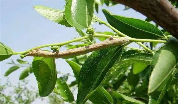 枣尺蠖危害症状,枣尺蠖用什么农药防治效果好 枣尺蠖危害症状,枣尺蠖用什么农药防治效果好