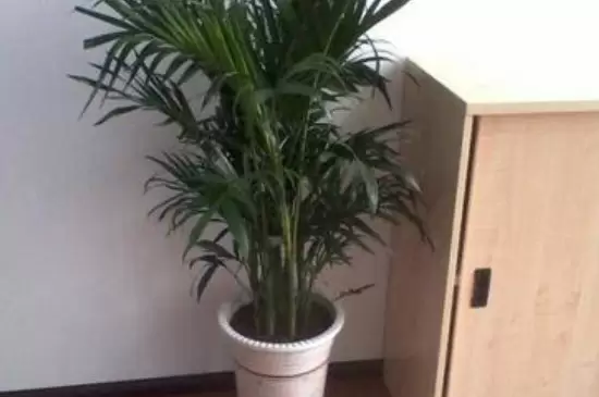 散尾竹叶子发黄干焦是什么原因 散尾竹叶子发黄干焦是什么原因