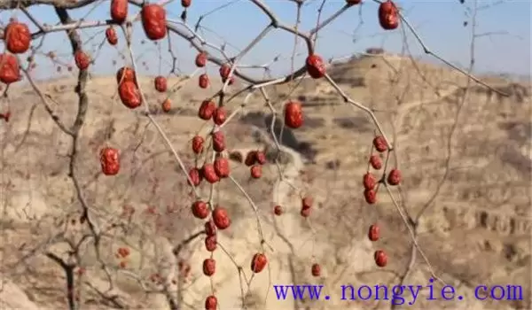 枣树的需肥特点与规律,兼谈枣树需要什么肥料 枣树的需肥特点与规律,兼谈枣树需要什么肥料