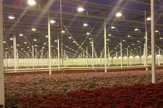 植物补光灯和普通灯的区别 植物补光灯和普通灯的区别