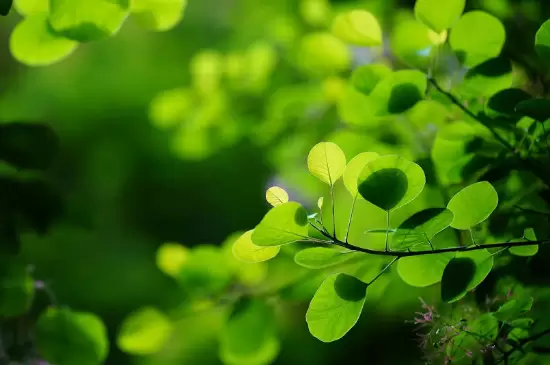 植物的五大生理作用是什么呢 植物的五大生理作用是什么呢