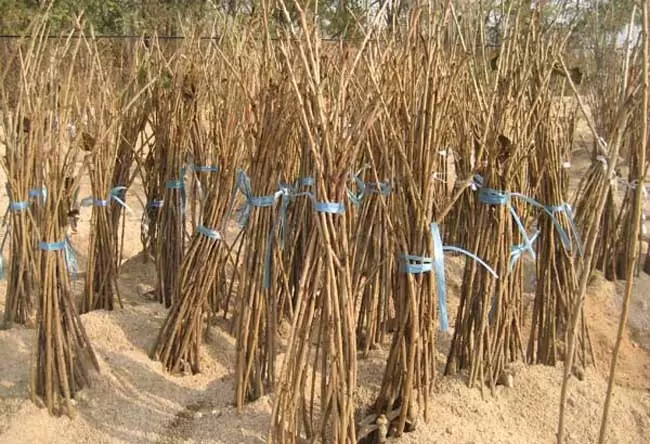 樱桃树苗种植时间是什么时候? 樱桃树苗种植时间是什么时候?