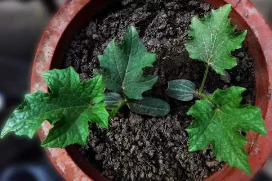 栽花花盆底下需要垫什么 栽花花盆底下需要垫什么