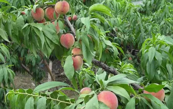 桃树落果原因 桃树落果原因