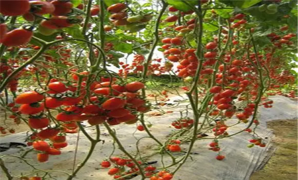 樱桃番茄栽培技术要点 樱桃番茄栽培技术要点