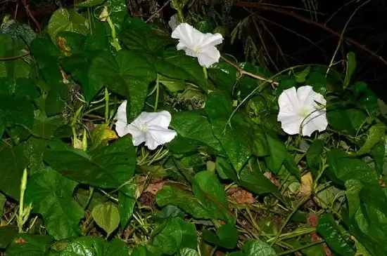 月光花的特点 月光花的特点