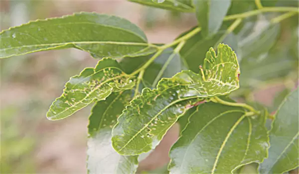 枣粘虫怎样防治，枣粘虫一代成虫盛期在何时