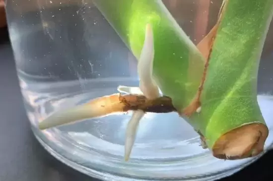 树枝生根最简单方法 树枝生根最简单方法