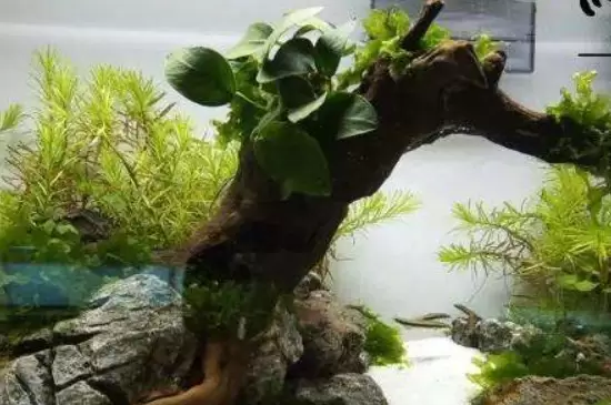 普通树根可以做沉木吗 普通树根可以做沉木吗