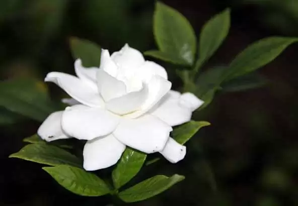 栀子花怎么养