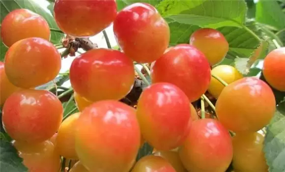 樱桃的类型有哪些 樱桃的类型有哪些