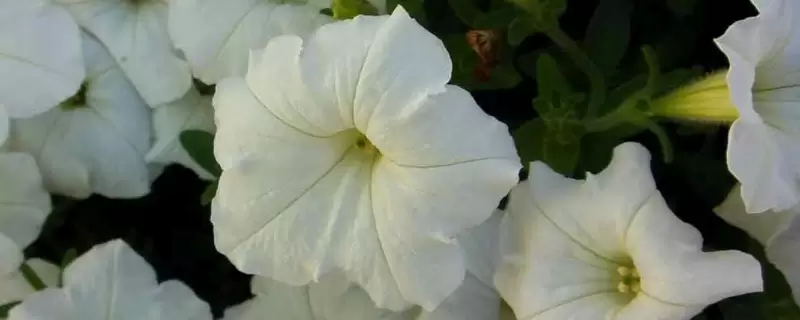 月光花的花语 月光花的花语