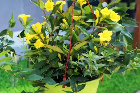 抗冻耐寒的室内植物 抗冻耐寒的室内植物
