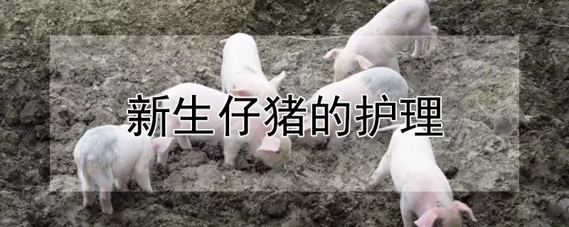 新生仔猪的护理 新生仔猪的护理
