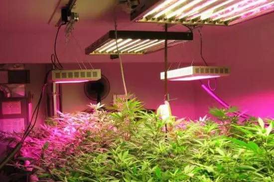植物补光灯和普通灯的区别 植物补光灯和普通灯的区别