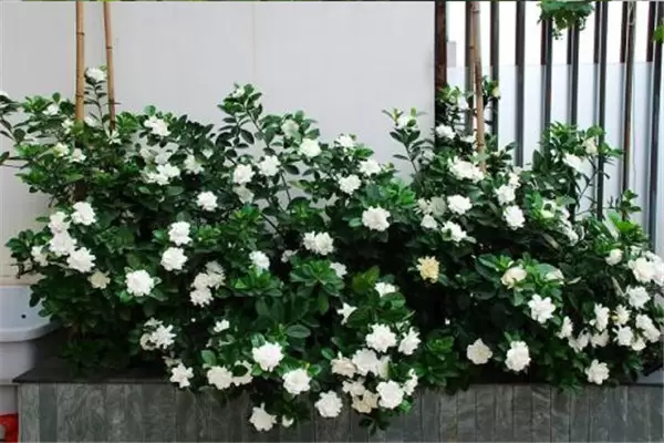 盆栽栀子花好养吗?告诉你栀子花盆栽怎样养殖 盆栽栀子花好养吗?告诉你栀子花盆栽怎样养殖