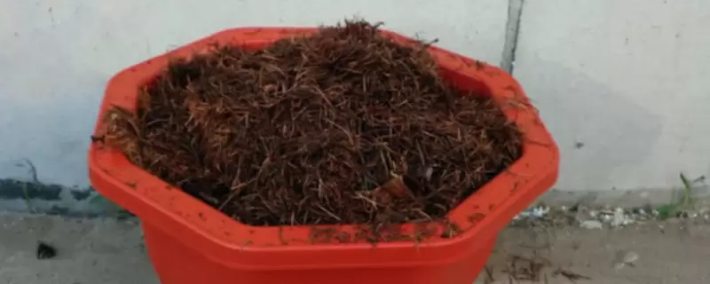 花盆里有小蜈蚣有害吗 花盆里有小蜈蚣有害吗