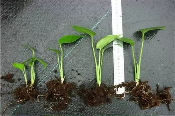 盆栽龟背竹花怎么养?龟背竹盆栽技术要点 盆栽龟背竹花怎么养?龟背竹盆栽技术要点