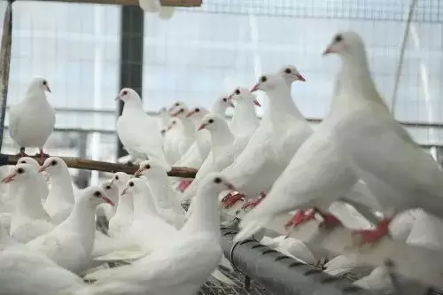 肉鸽养殖中童鸽的选育与饲养插图 肉鸽养殖中童鸽的选育与饲养插图