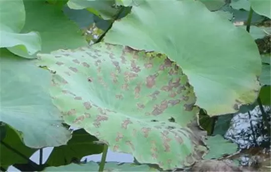 盆栽关键技术-荷花盆栽怎么种植 盆栽关键技术-荷花盆栽怎么种植